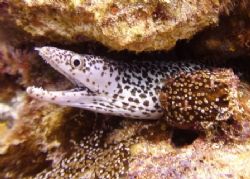 Spotted murray eel on Paradise Reef, Cozumel. No strobe. by Kenn Bolbjerg 